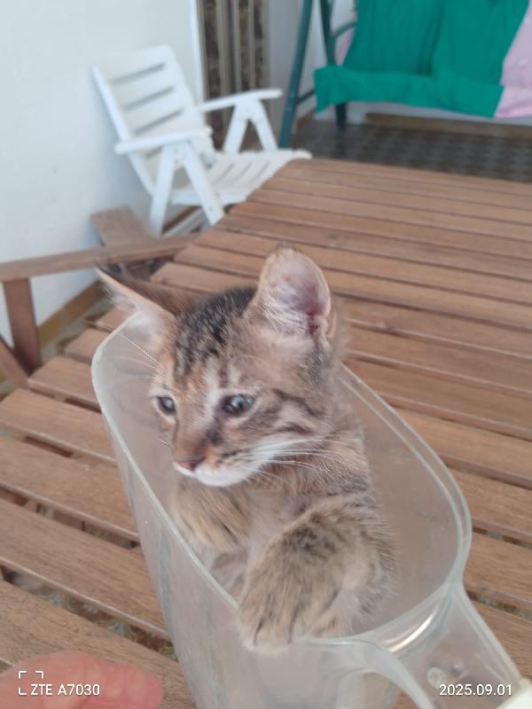 🌸 “Melissa, una piccola principessa in cerca di casa” Foto 2